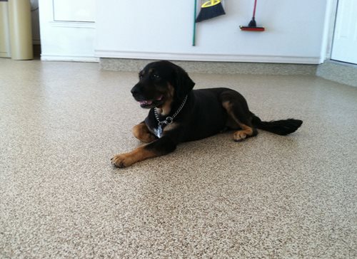 Epoxy 100 System (puppy On Garage Floor)
Garage Floors
Sundek
